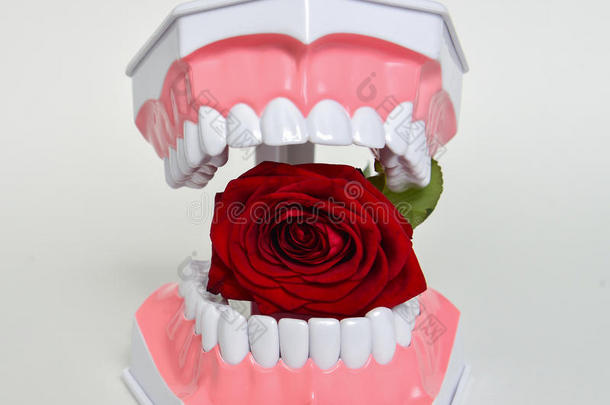 牙颌和<strong>玫瑰花</strong>，牙医日庆祝<strong>图片</strong>