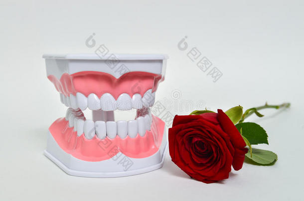 牙颌和玫瑰花，<strong>牙医</strong>日庆祝<strong>图片</strong>