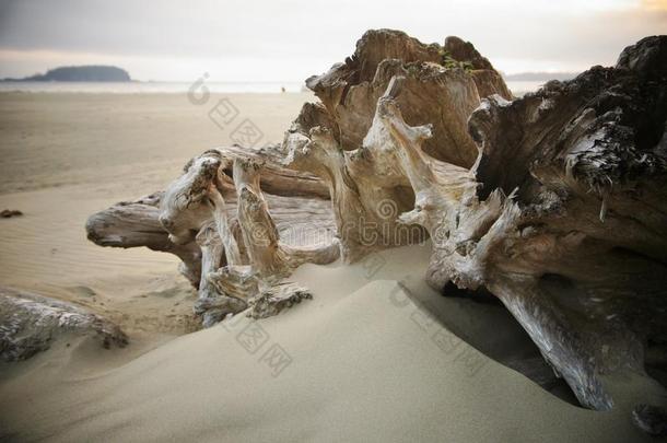 加拿大托菲诺附近一片<strong>薄雾</strong>海滩上的漂流木