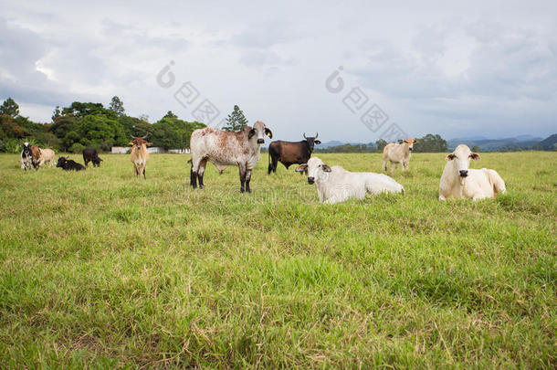 巴西奶牛在牧场上