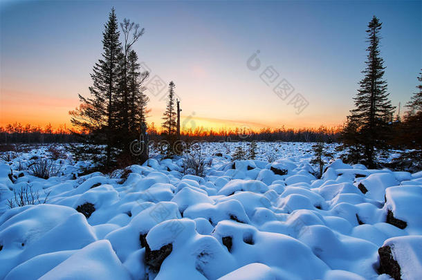 在雪和树之后