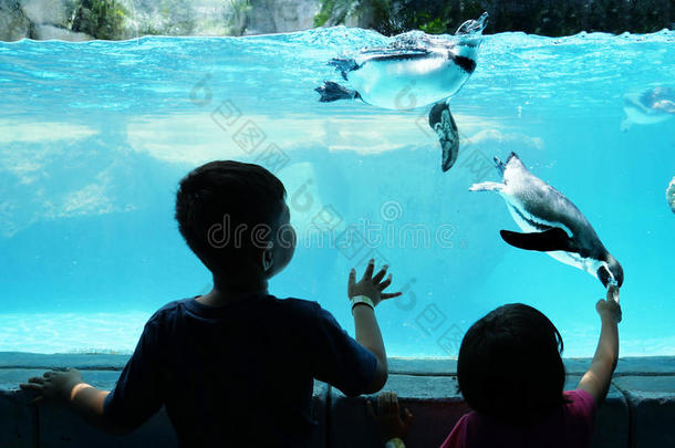 孩子们喜欢看企鹅