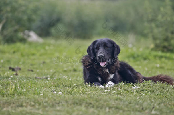 牧羊犬