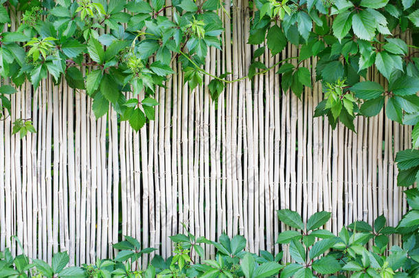 亚洲亚洲的背景竹子树皮
