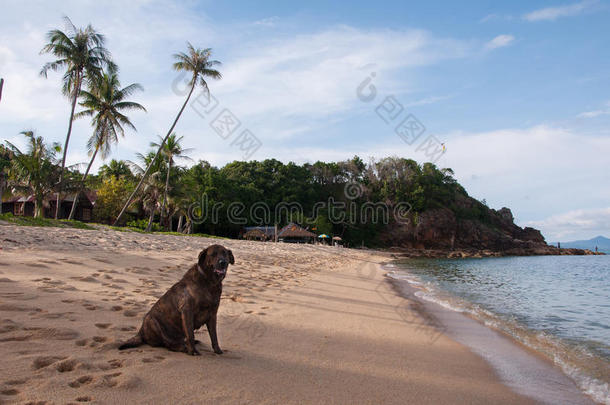 狗在阳光明媚的海滩上的Maenam在KohSamui，泰国