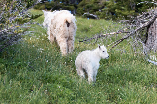 在奥林匹克国家公园的飓风山上，婴儿、山羊和保姆母亲爬上草地的小丘