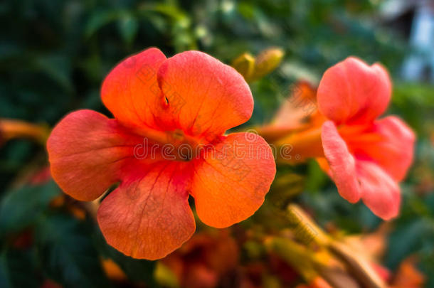 早上美丽的橙色地中海花，西索尼亚