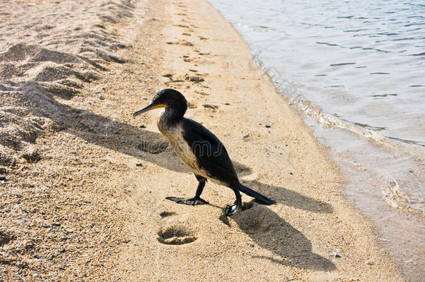 夏天早上在沙滩上的欧洲沙格鸟