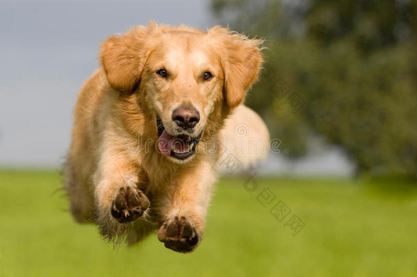 金色的猎犬跳过一片绿色的草地