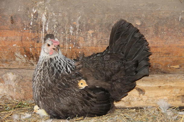 <strong>黑白</strong>鸡，小<strong>黄</strong>鸡隐藏在羽毛中
