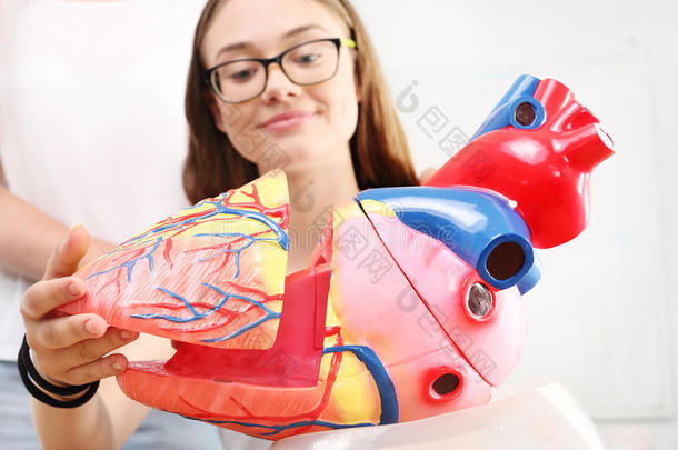 青少年解剖生物学建造儿童