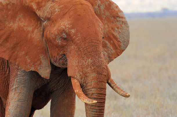 非洲热带草原上的大象