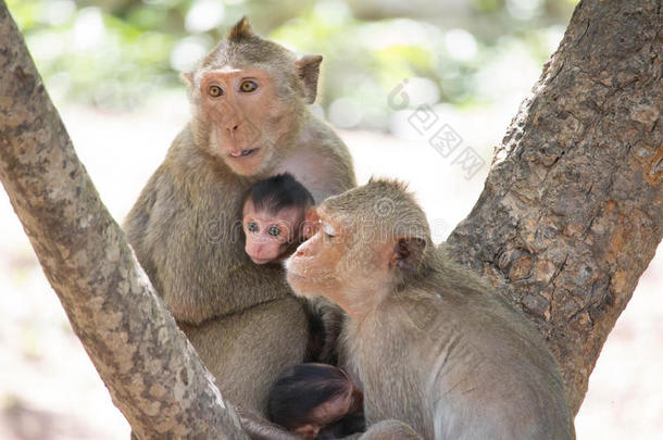 猴子妈妈和孩子