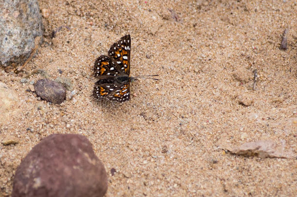 贝尔的金属马克蝴蝶在拉古纳海岸荒野公园，拉古纳海滩，加利福尼亚
