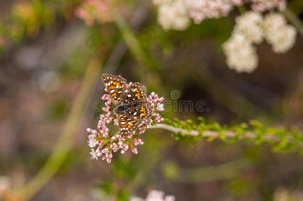 贝尔的金属马克蝴蝶在拉古纳海岸荒野公园，拉古纳海滩，加利福尼亚