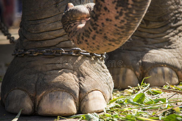 大象脚踩在链子上