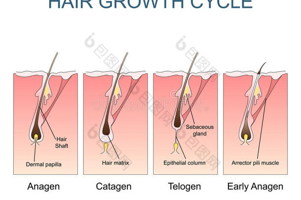 头发生长周期标记插图