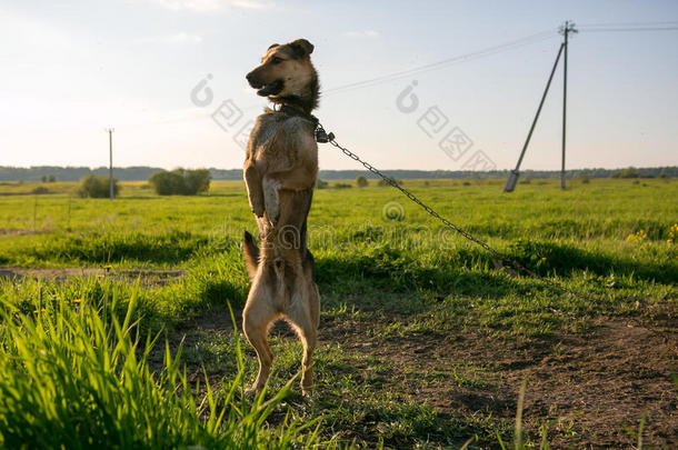 警犬在链子上