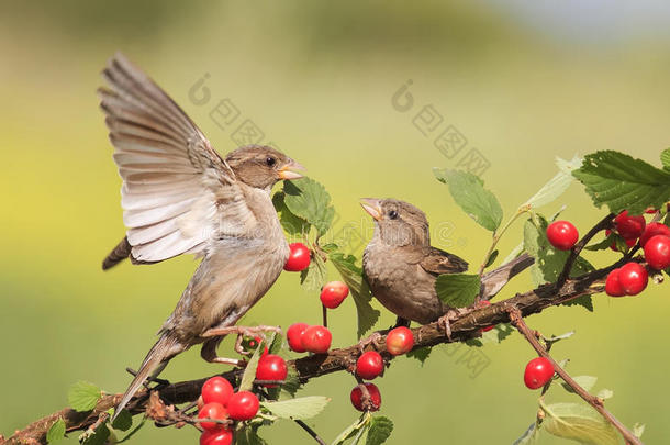 鸟儿麻雀坐在树枝上，浆果樱桃，拍打翅膀