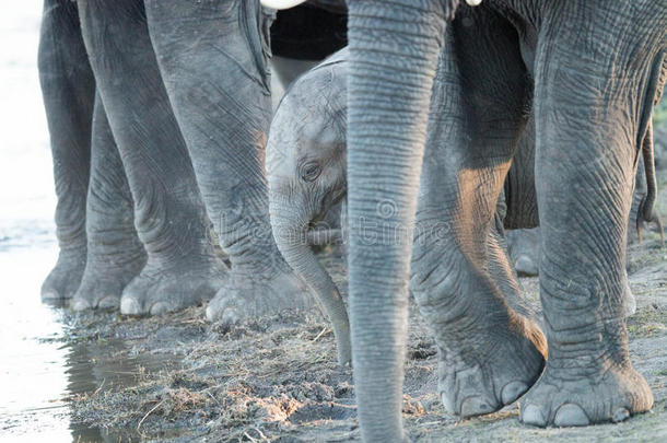 一只年轻的大象小牛在成年大象的腿之间。