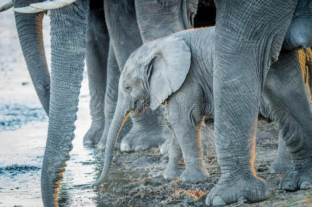 一只年轻的大象小牛在成年大象的腿之间喝酒。