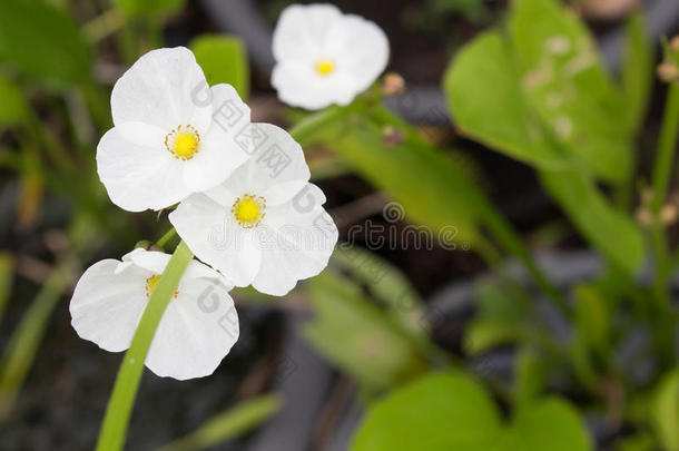 阿拉伯茉莉花，日本箭头，双花箭头，茉莉花