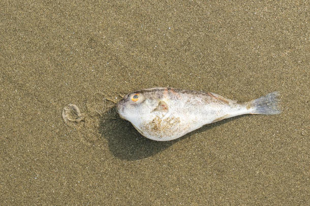 海边的死鱼