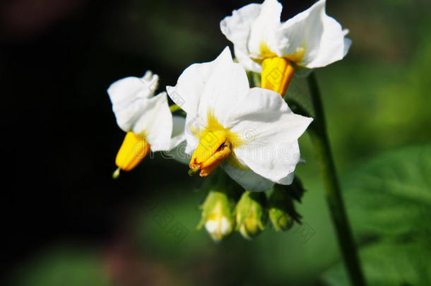 土<strong>豆花</strong>特写