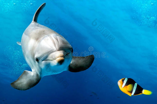 海豚在蓝色的水下与小丑鱼尼莫