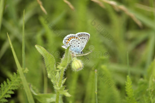 草地上的蝴蝶。 阿曼达'；的蓝色(；多公山羊)；