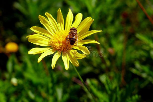 在波尔图水晶宫殿花园里的雏菊里的蜜蜂