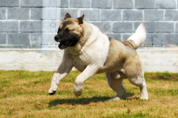 狗种秋田伊努，迅速<strong>飞奔</strong>