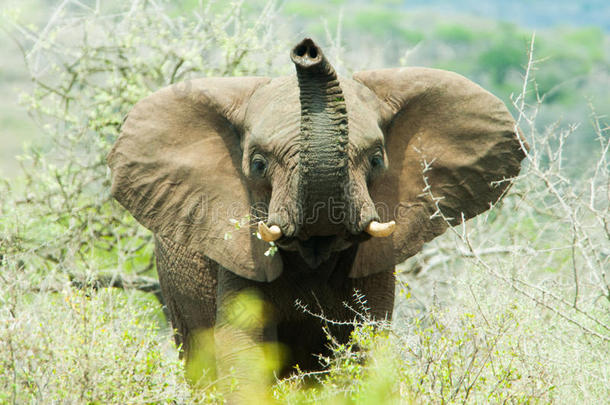 非洲愤怒的动物大象头像