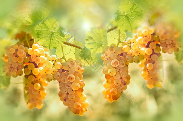 葡萄园里的葡萄-像蜂蜜一样的葡萄的味道和颜色
