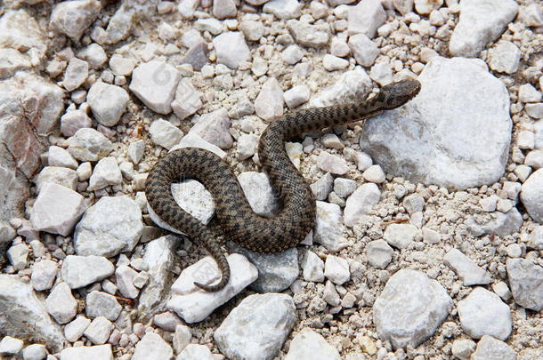 阿斯皮克毒蛇（毒蛇）沿着徒步旅行的小径