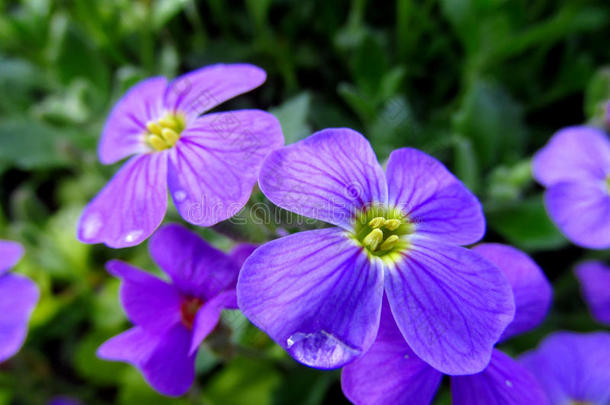 美丽的紫色和紫色的花