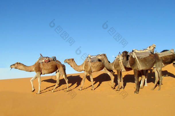 沙漠骆驼<strong>车队</strong>