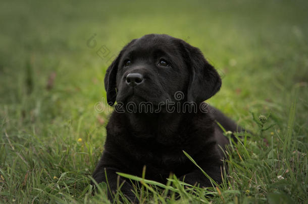 可爱的黑色小狗拉布拉多猎犬在绿草的背景