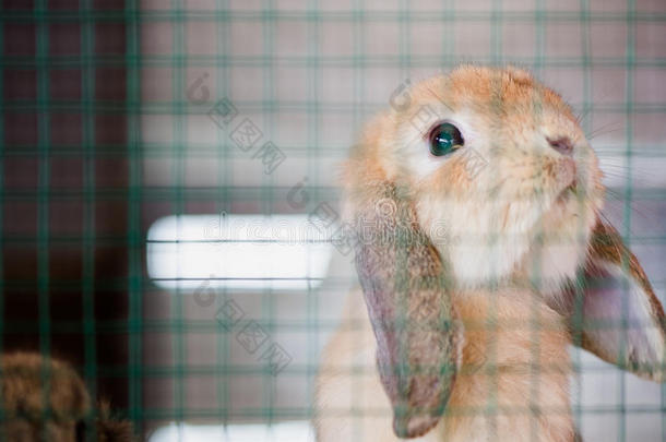 哈奇一只可爱的小兔子