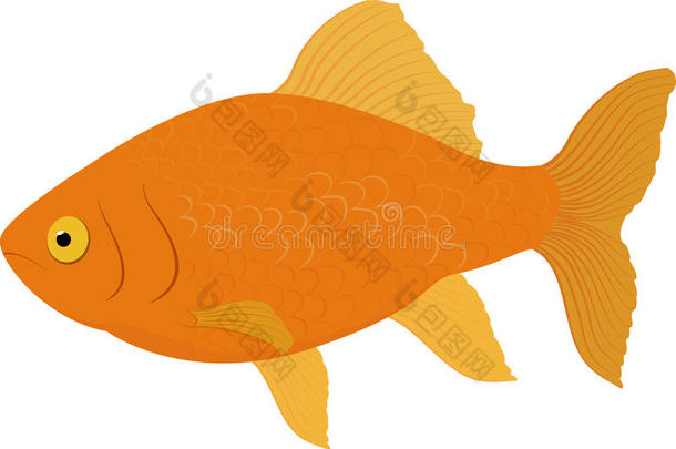 金鱼。 在白色背景上分离的鱼。 矢量插图。