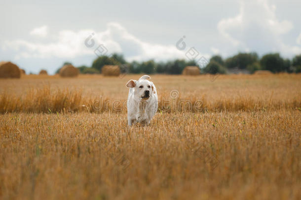 美丽的拉布拉多猎犬，在田野里遛狗，