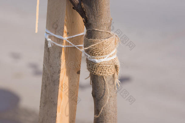 吊袜带<strong>树苗</strong>，带绳子到木条