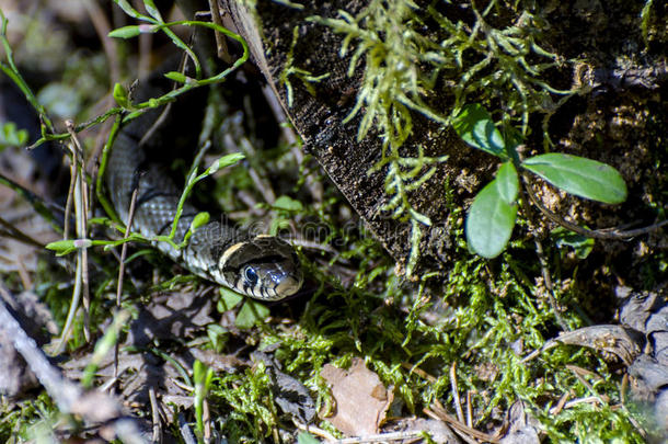 草蛇(LAT。 在初春的时候，纳特里克斯在阳光下爬行