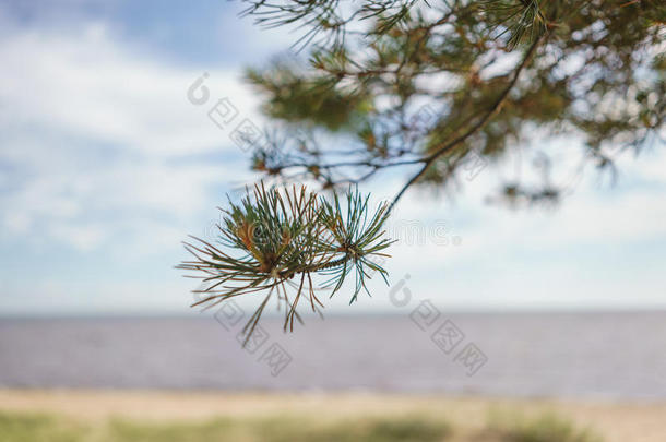 波罗的海，鳍湾海岸在夏天阳光明媚的日子里，松树在前面