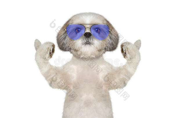 戴眼镜的狗伸出大拇指欢迎