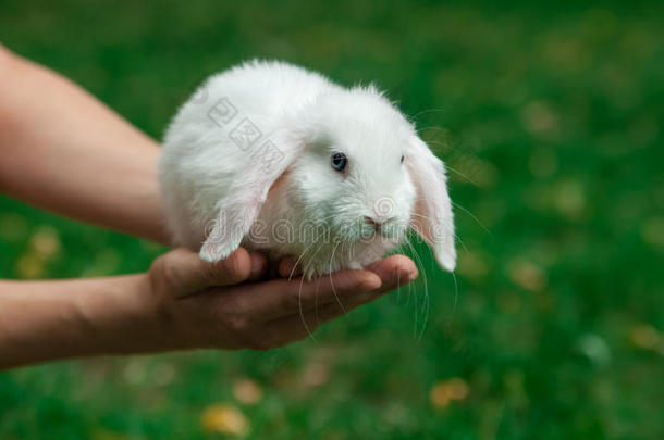 有趣的小<strong>白兔</strong>在草地上的人手上