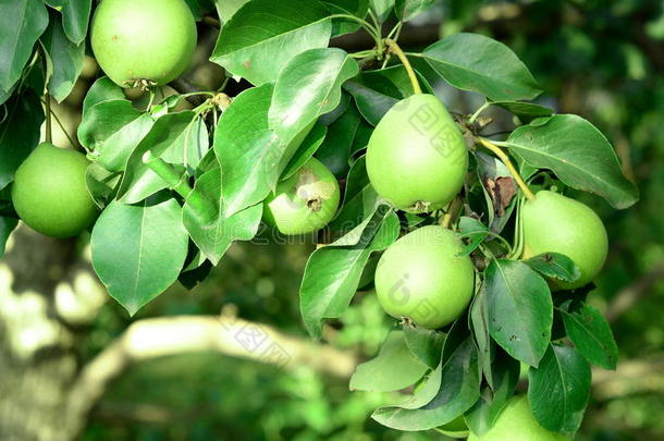 新鲜的梨挂在树上。 如何在水果园里种梨。 果园背景