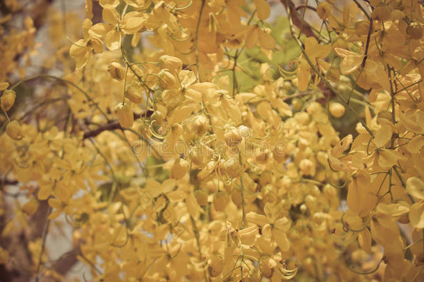 决明子瘘管或金色花洒在树上