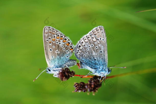 蝴蝶，蓝色的翅膀坐在田野的花朵上