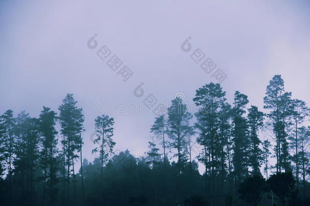 黎明时雾蒙蒙的松林